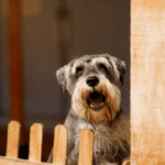 The Reasons Dogs Bark & How to Alter Their Behaviour