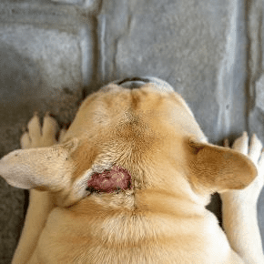 Our Vet Ruth Mackay Discusses Hot Spots on Pets