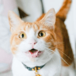 Signs of a Happy Cat!