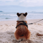 Preparing for a Dog-Friendly Beach Day with Rowan Vets