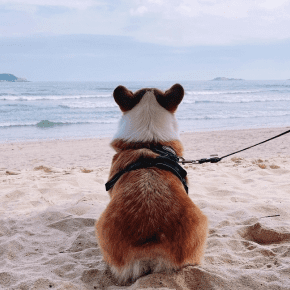 Preparing for a Dog-Friendly Beach Day with Rowan Vets
