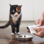 How to Decide on the Right Holiday Care for Cats