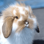 Rowan Vets’ Top Tips for Summer Rabbit Care