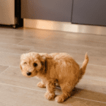 Rowan Vets’ Tips for Successful Puppy Toilet Training