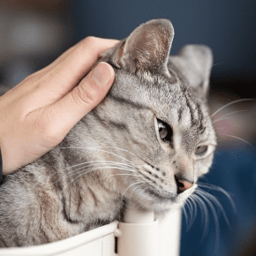 I Found a Lump on My Cat – Should I Be Worried?