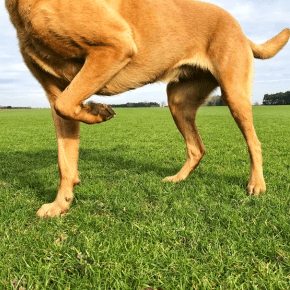 Recognising and Managing Acute Pain in Pets