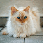 Preventable Causes of Heart Disease in Cats