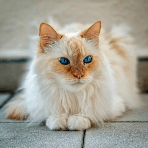 Preventable Causes of Heart Disease in Cats