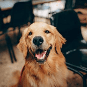 Helping Dogs Stay Fit & Avoid Obesity with Rowan Vets