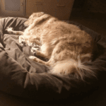 Ageing Gracefully: Adjusting Senior Pet Bedding for Winter Comfort