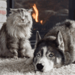 Keeping Pets Safe in Winter with Our Team at Rowan Vets