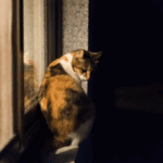 Winter Evening Safety Tips for Cats in Lancashire