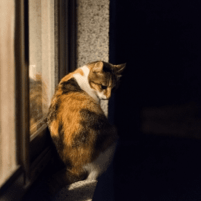 Winter Evening Safety Tips for Cats in Lancashire
