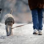 Why Dog Walking in Lancashire is Important This Month