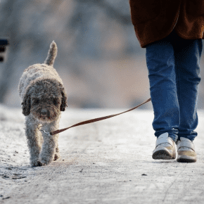 Why Dog Walking in Lancashire is Important This Month