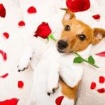 Valentine’s Treats for Pets: Ideas from Our Vets in Preston