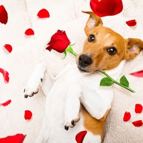Valentine’s Treats for Pets: Ideas from Our Vets in Preston