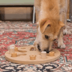 How to Keep Pets Mentally Active During Colder Months