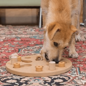 How to Keep Pets Mentally Active During Colder Months