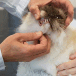 Checking Your Pet’s Teeth and Gums Safely