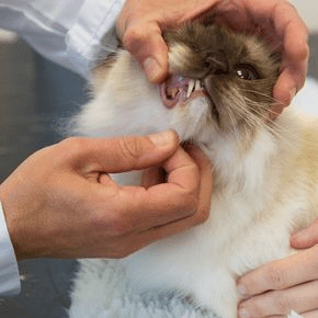 Checking Your Pet’s Teeth and Gums Safely