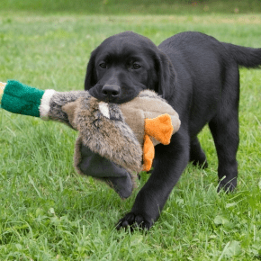 Social Skills for Puppies: A Spring Guide