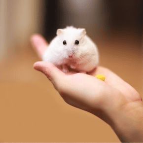 Supporting Small Furry Wellbeing Through Gentle, Gradual Changes