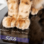 Why Is My Pet Not Losing Weight?