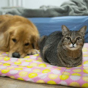 Senior Behaviour: Do Pets Get Grumpier as They Age?