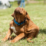Flea and Tick Risks in Warmer Weather for Dogs, Cats and Rabbits