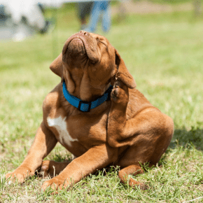 Flea and Tick Risks in Warmer Weather for Dogs, Cats and Rabbits