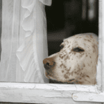 Kennels, Pet Sitters or Friends? Choosing the Right Holiday Pet Care