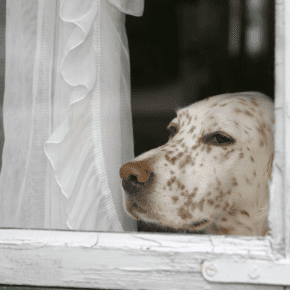 Kennels, Pet Sitters or Friends? Choosing the Right Holiday Pet Care