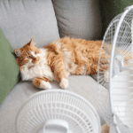 How to Keep Indoor Cats Cool in Summer