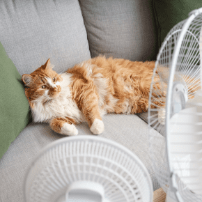 How to Keep Indoor Cats Cool in Summer