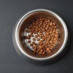Rowan Vets’ Guide to Feeding Pets in Hot Weather