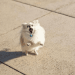 Can Hot Pavements Burn a Dog’s Paws?
