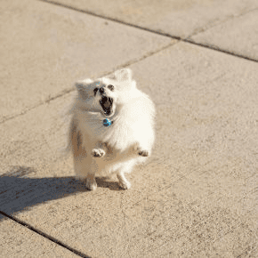 Can Hot Pavements Burn a Dog’s Paws?