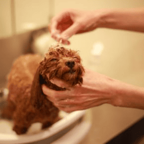 Choosing the Right Shampoo for Your Dog: Vets in Preston Explain