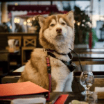 Dining Out with Your Dog in Lancashire