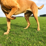 Ruth Mackay on Managing Chronic Pain in Pets
