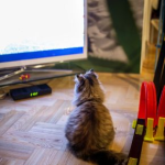 Our Vets in Preston Share 5 Tips for Loud Events