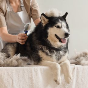 Rowan Vets Explains Seasonal Shedding in Autumn