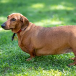 Vet Ruth Mackay on Foods That Contribute to Pet Obesity