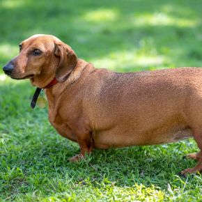 Vet Ruth Mackay on Foods That Contribute to Pet Obesity