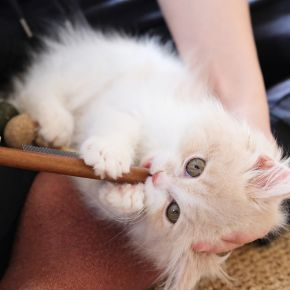 Tips for Managing a Misbehaving Cat from Rowan Vets